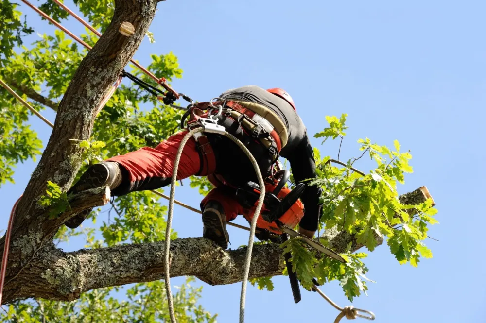 Arboriculture à Montigny-Mornay-Villeneuve-sur-Vingeanne