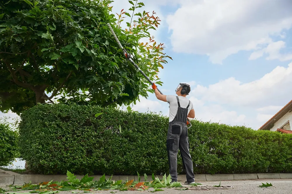 Taille d'arbres à Montigny-Mornay-Villeneuve-sur-Vingeanne