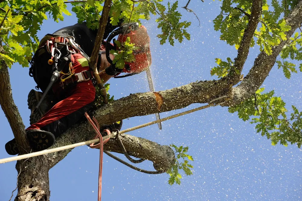 Arboriste grimpeur à Montigny-Mornay-Villeneuve-sur-Vingeanne
