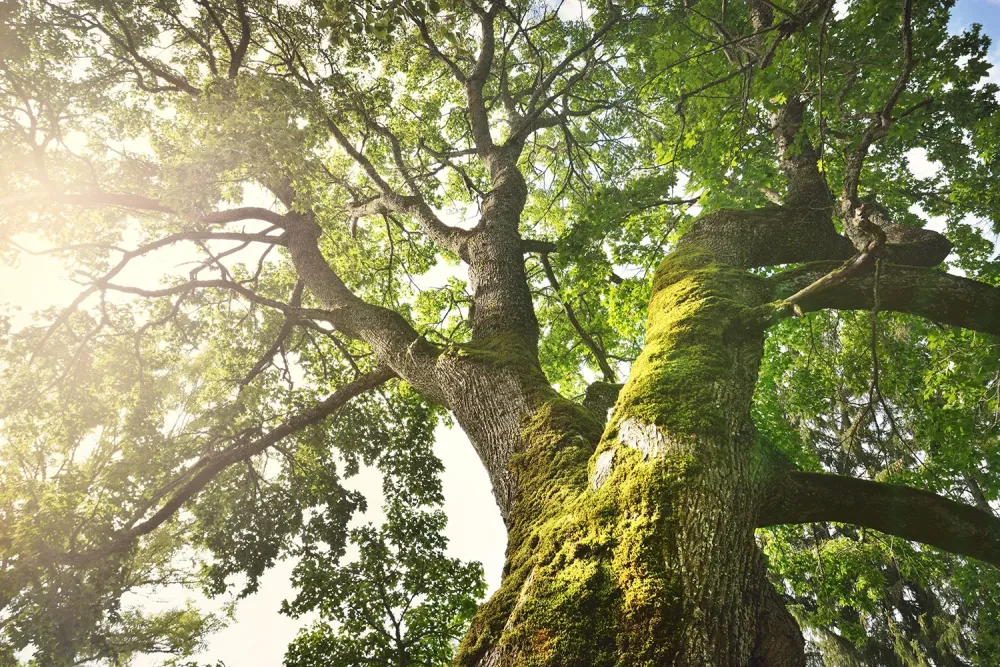 Soins aux arbres à Montigny-Mornay-Villeneuve-sur-Vingeanne