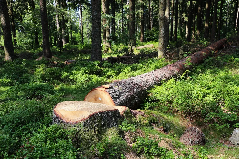 Abattage d'arbre à Montigny-Mornay-Villeneuve-sur-Vingeanne